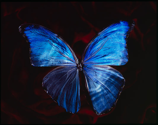 Symbolic Artistry Contemporary Vanitas with Endangered Butterfly