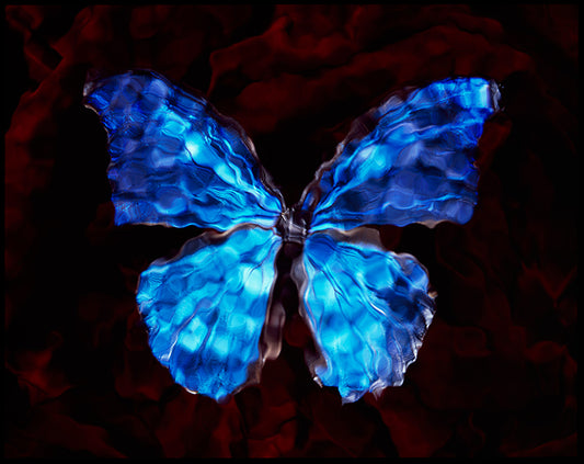 Underwater Elegance: Blue Winged Butterfly in Vanitas Photography