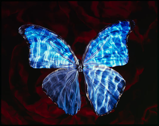 Studio Breeding Beauty Modern Vanitas Art with Rare Butterfly