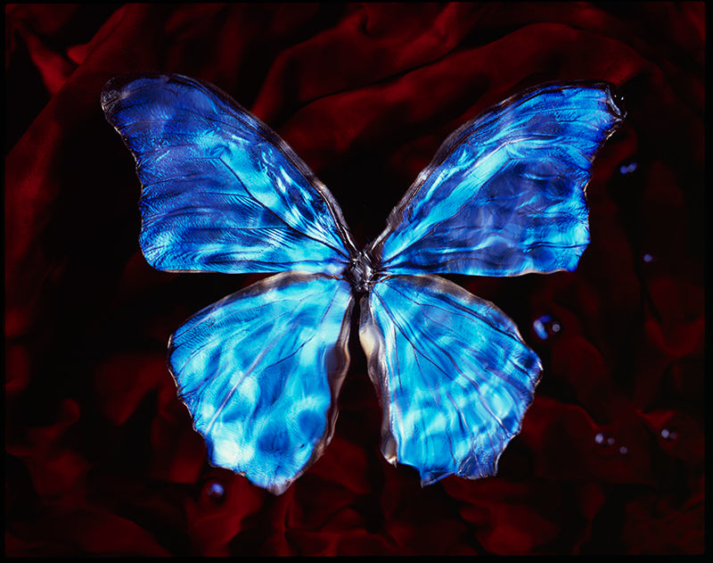 Rare and Endangered: Butterfly Vanitas in Black Underwater
