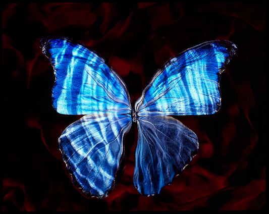 Vanitas Aesthetics: Rare Butterfly in Black Underwater Scene
