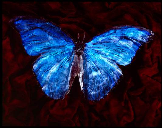 Artful Elegance: Studio-Bred Butterfly in Modern Vanitas