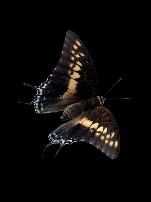 Ripples of Existence: Underwater Photography in Vanitas Style