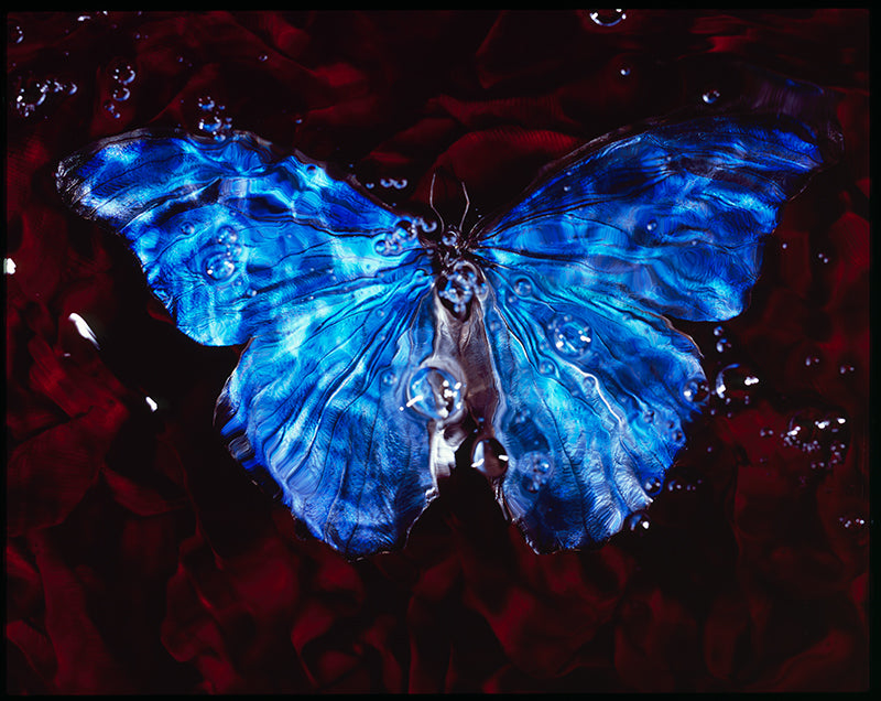 Rare Blue Wings: Symbolic Vanitas Art with Butterfly