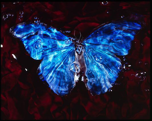Rare Blue Wings: Symbolic Vanitas Art with Butterfly