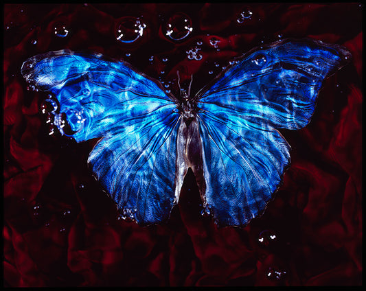 Underwater Symbolism: Vanitas Photography of Endangered Butterfly
