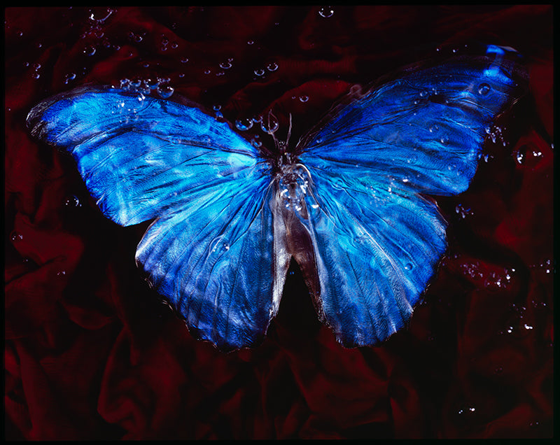 Vanitas Underwater: Captivating Images of Endangered Butterflies in a Modern Twist