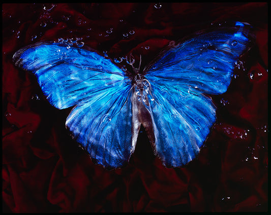 Vanitas Underwater: Captivating Images of Endangered Butterflies in a Modern Twist
