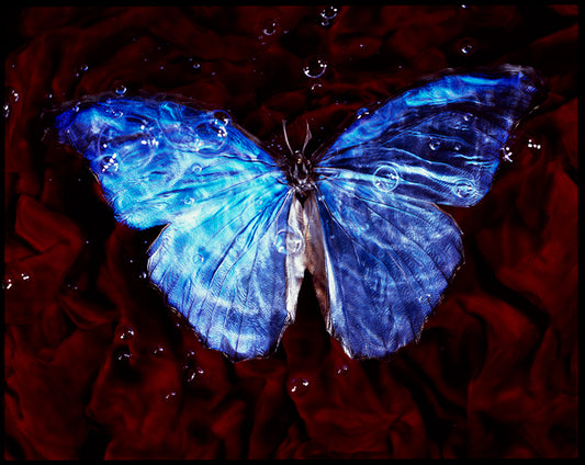 Environmental Elegance: Rare Butterfly Vanitas Photography Beneath the Waves