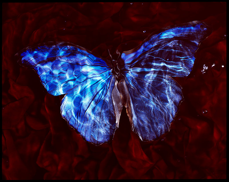 Flight of Fragility: Underwater Vanitas Photography with Critically Endangered Species