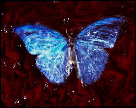 Blue Wings Below: Contemporary Vanitas Photography of Rare Underwater Butterflies