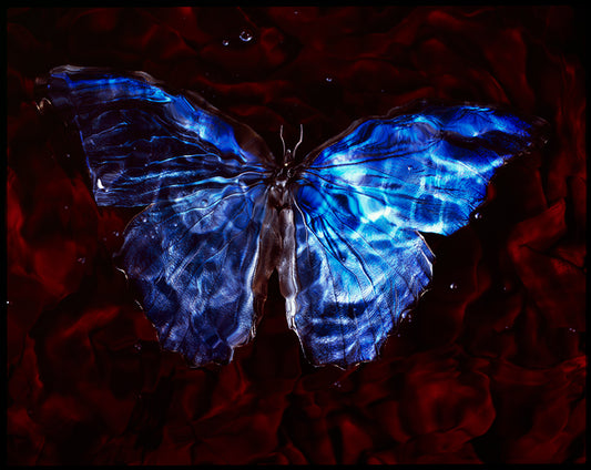 Life's Transience: Underwater Vanitas Art Featuring Endangered Butterfly Species