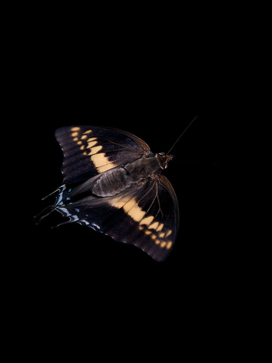 Ephemeral Wings: Underwater Butterfly Breeding Series