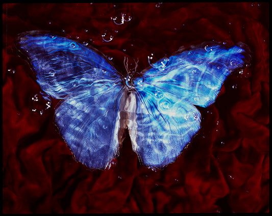 Studio-Bred Spectacle Endangered Butterfly Vanitas Photography Underwater