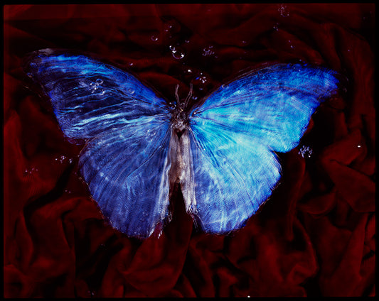 Beneath the Surface: Vanitas Photography with Rare Butterflies and Environmental Message