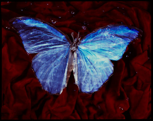 Artistic Ecocide: Underwater Vanitas Images of Studio-Bred Endangered Butterflies