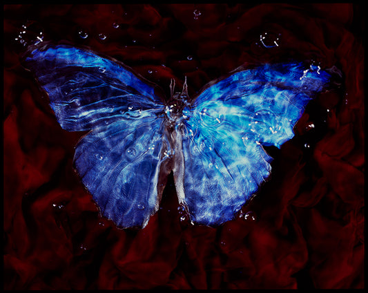 Underwater Ballet Vanitas Photography Showcasing the Fragility of Life