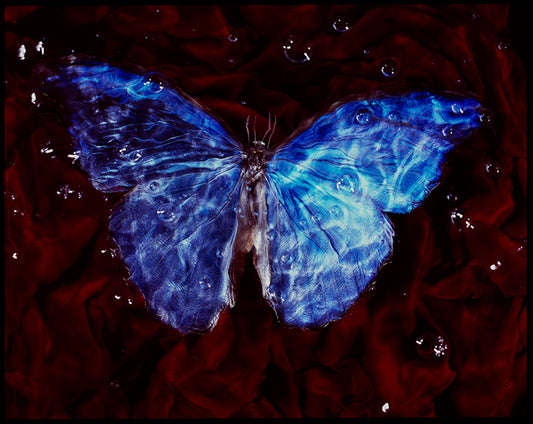 Blue Symphony Vanitas Photography of Critically Endangered Butterflies Underwater