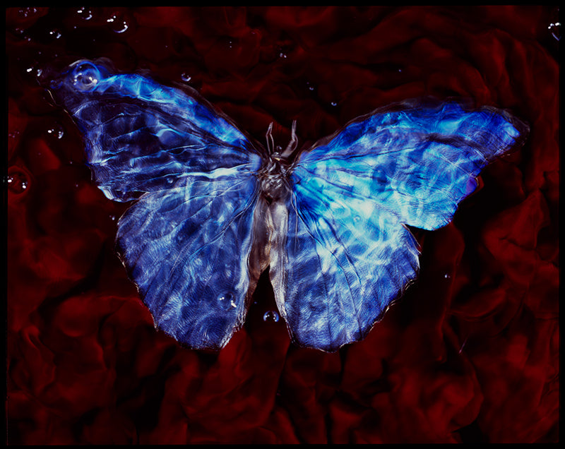 Rare Beauty Below Vanitas Photography with Endangered Butterflies in Water