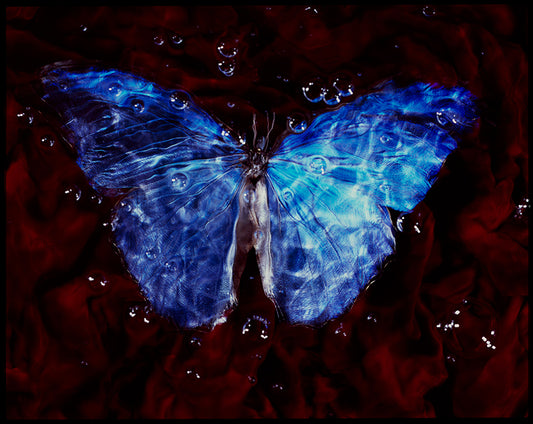 Underwater Vanitas Photography with a Conservation Message