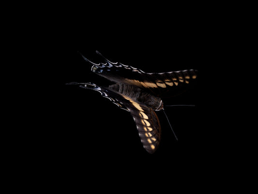 Beneath the Surface: Butterfly Breeding in Liquid Tranquility