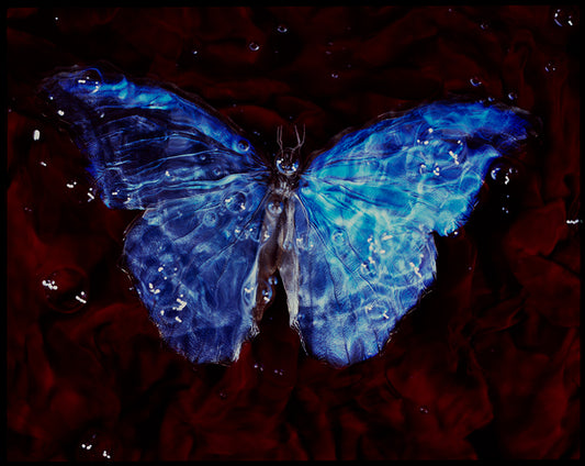 Life's Bubble: Underwater Vanitas Photography of Critically Endangered Butterflies