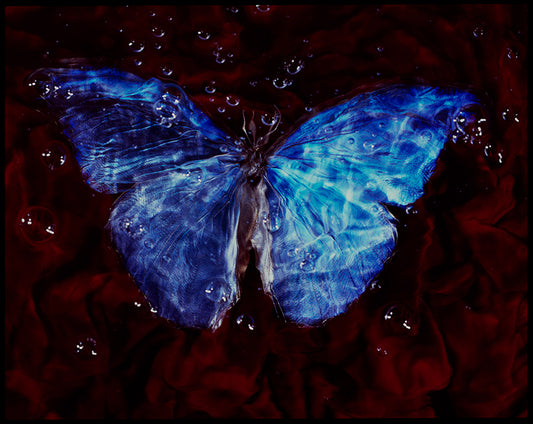 Breeding Art Studio-Bred Endangered Butterflies in Vanitas Underwater Photography