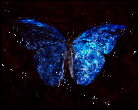 Vanitas Revived: Endangered Butterfly Photography Submerged in Blue Waters