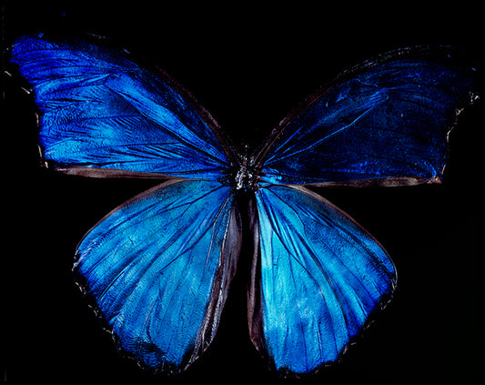 Underwater Overture: Vanitas Photography Showcasing Rare Butterfly Species