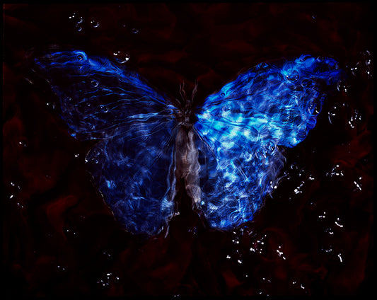 Beneath the Blue: Vanitas Photography Depicting Environmental Consciousness