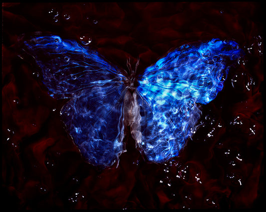 Butterfly Ballet Below: Studio-Bred Endangered Species in Underwater Vanitas