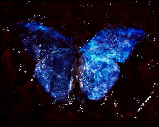 Vanishing Act: Underwater Vanitas Photography Featuring Critically Endangered Butterflies
