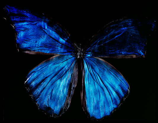 Water's Edge Elegance: Vanitas Photography of Rare Butterfly Species Below