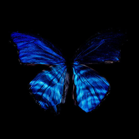 Blue Reverie: Modern Vanitas Photography of Endangered Butterfly Wings