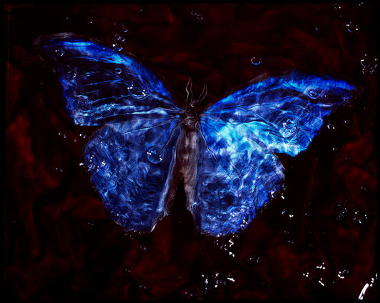 Studio butterfly: Underwater Vanitas Photography with Critically Endangered Species