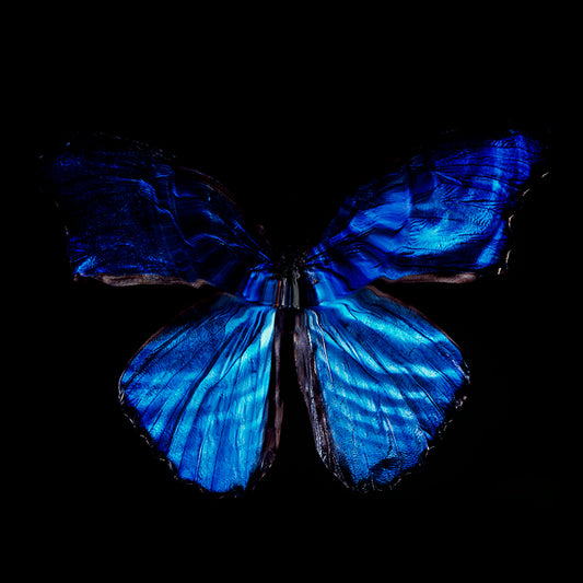 Endangered Elegance: Vanitas Photography Featuring Butterfly Wings Underwater