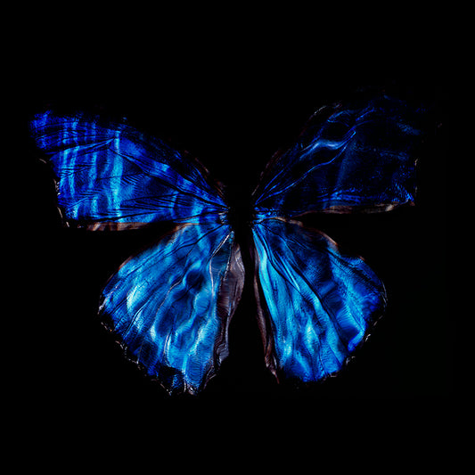 Conservation Ballet: Underwater Vanitas Photography with Rare Butterfly Species