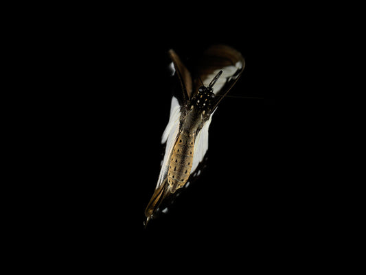Mystical Metamorphosis: Underwater Butterfly Breeding Series