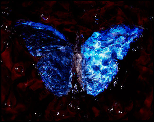 Studio-Bred Spectacle: Vanitas Photography Depicting Critically Endangered Butterflies