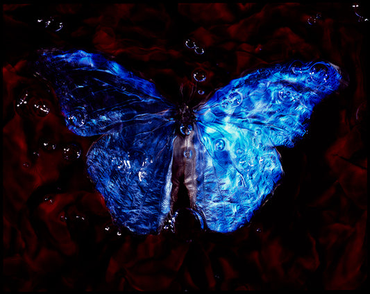Butterfly Ballet Below: Vanitas Photography of Endangered Species in Water
