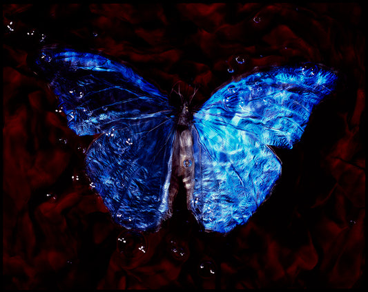 Studio Elegance: Vanitas Photography of Critically Endangered Butterflies Underwater