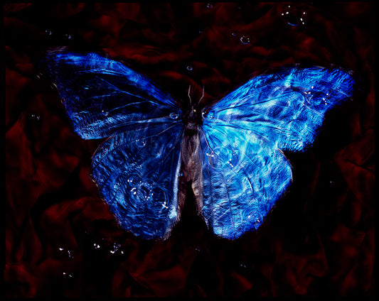 Conservation Overture: Modern Vanitas Photography of Endangered Butterflies Below