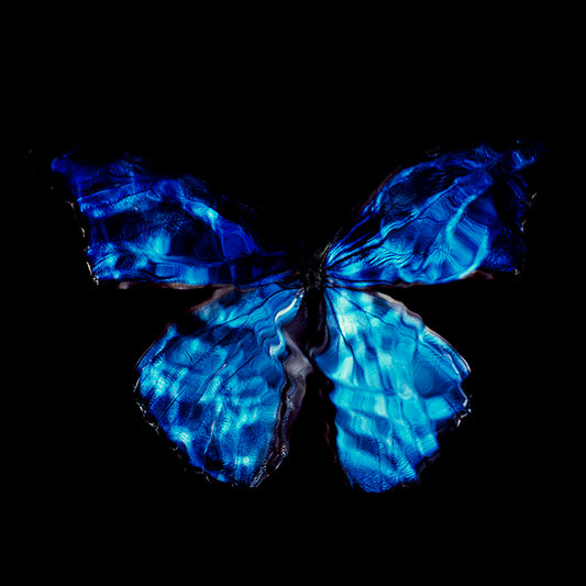 Blue Beauty: Vanitas Photography Showcasing Critically Endangered Butterfly Wings