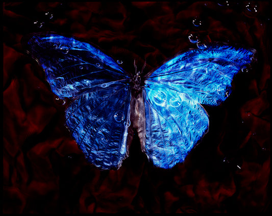Studio-Bred Symphony: Underwater Vanitas Photography with Rare Butterfly Species