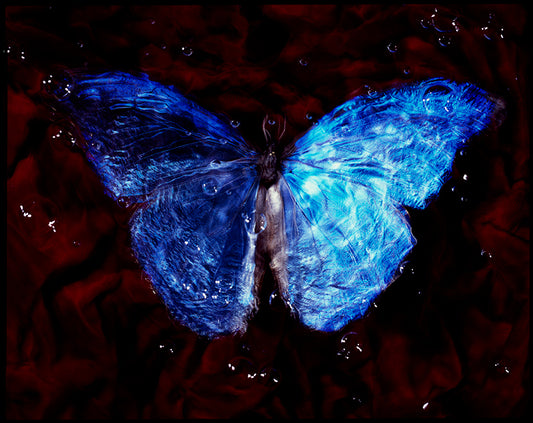 Endangered Ephemera Below: Vanitas Photography of Studio-Bred Butterflies