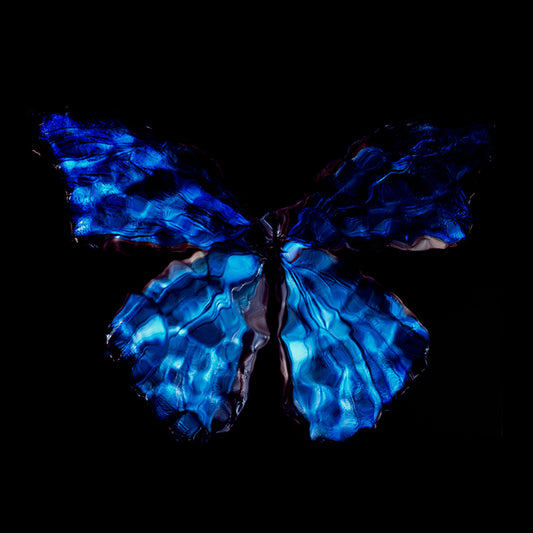 Blue Wings in Motion: Underwater Vanitas Photography with Environmental Urgency