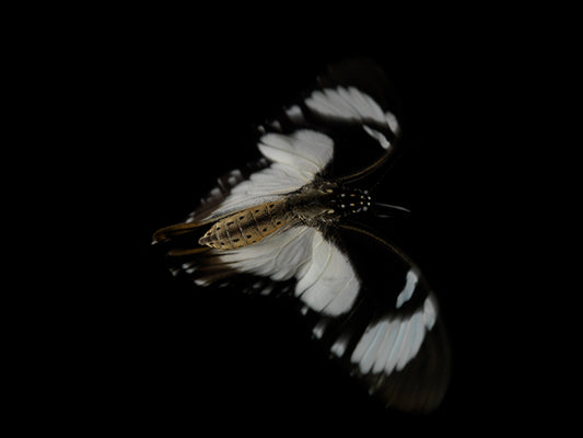 Aquatic Ballet: Butterfly Breeding in Visual Harmony