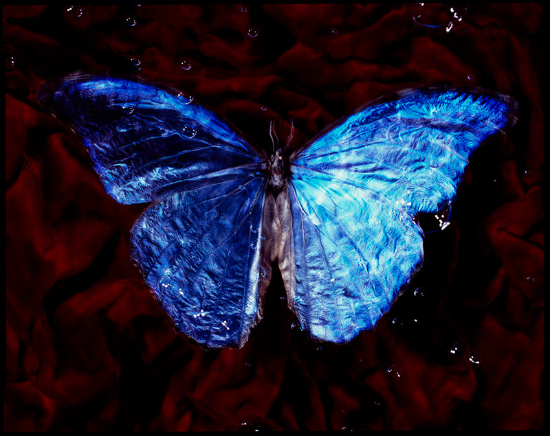 Vanitas Reverence: Studio-Bred Endangered Butterflies in Underwater Photography