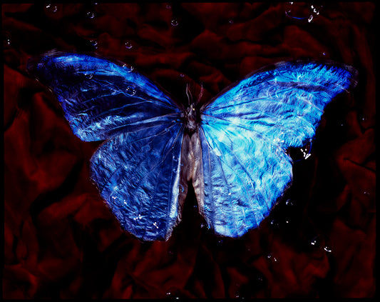 Vanitas Reverence: Studio-Bred Endangered Butterflies in Underwater Photography