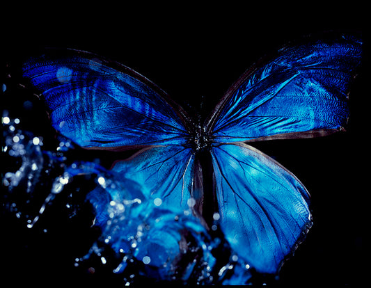 Life's Bubble Ballet: Vanitas Photography Featuring Rare Butterfly Wings Underwater